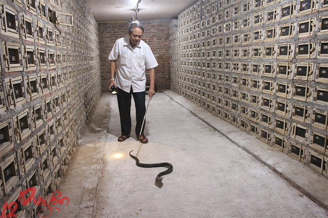 Có nên nuôi rắn trong nhà 1