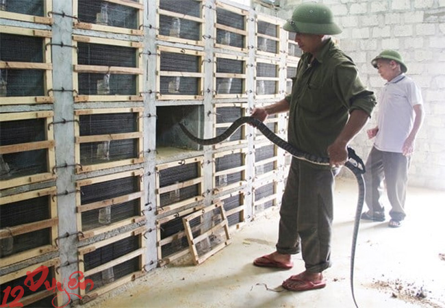 Có nên nuôi rắn trong nhà 2