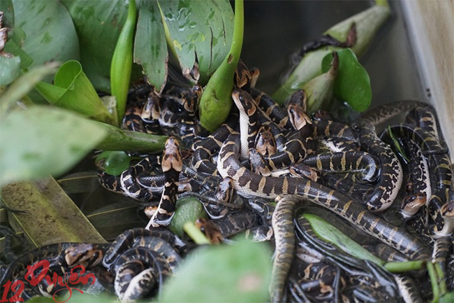 Có nên nuôi rắn trong nhà 3