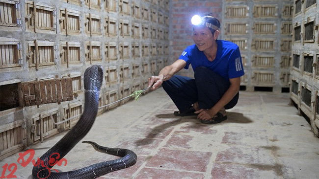 Có nên nuôi rắn trong nhà 4