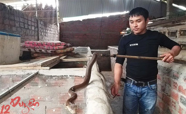 Có nên nuôi rắn trong nhà 5