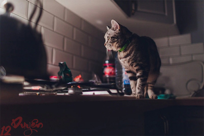 Dấu hiệu mèo nhìn thấy ma 1