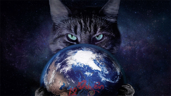 Dấu hiệu mèo nhìn thấy ma 3