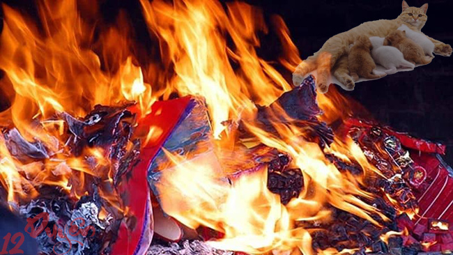 Đốt vía khi mèo đẻ 3