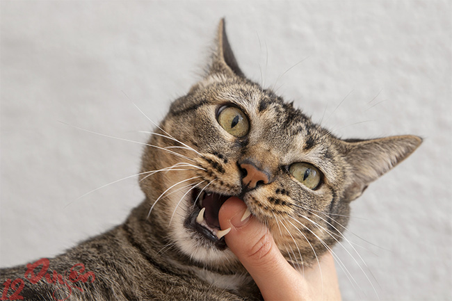 Mèo cắn có sao không 1