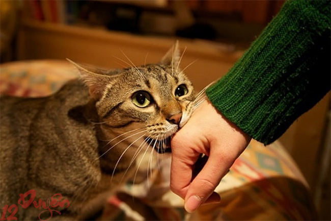 Mèo cắn có sao không 3