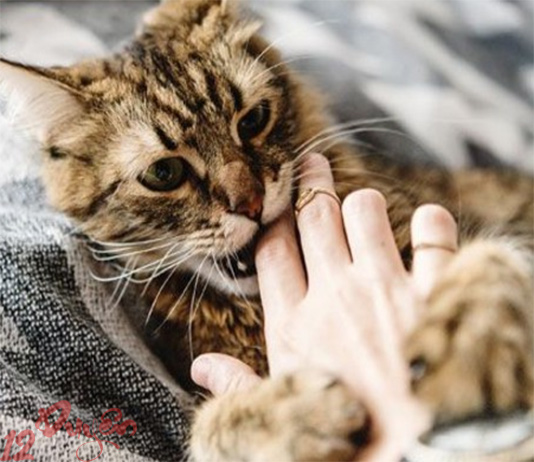 Mèo cắn có sao không?