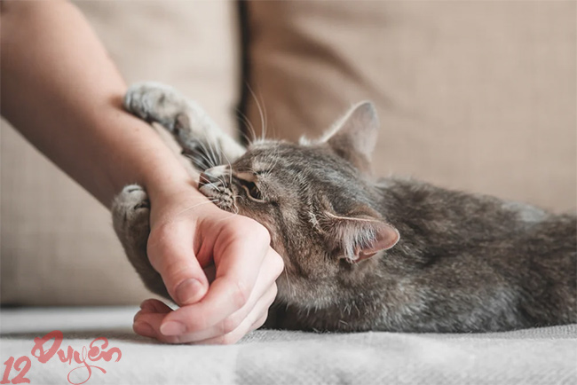 Mèo cào có sao không 1