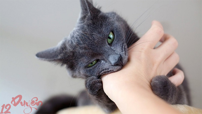 Mèo cào có sao không 2