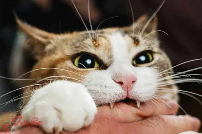 Mèo cào có sao không 3