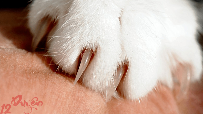 Mèo cào có sao không 4