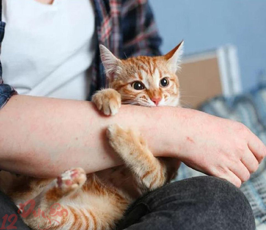 Mèo cào có sao không?