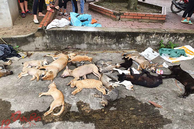 Mèo chết điềm báo gì 1