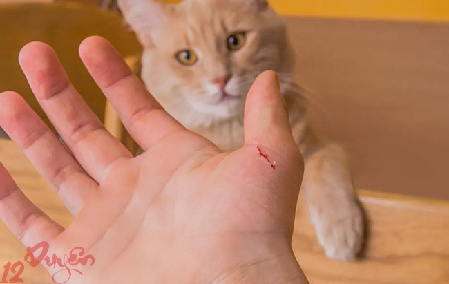 Mèo chết điềm báo gì 3