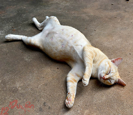 Mèo chết điềm báo gì