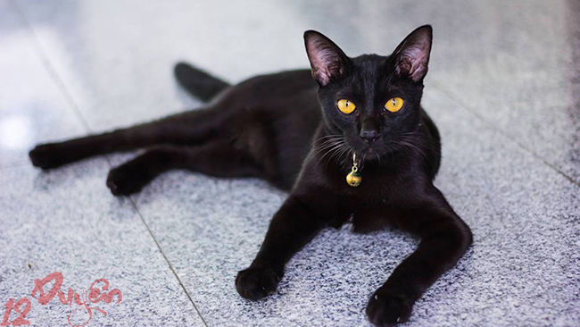 Mèo đen tâm linh 1