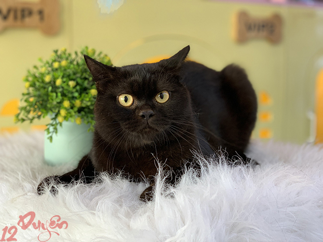 Mèo đen tâm linh 3