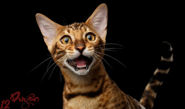 Mèo kêu ban đêm 1