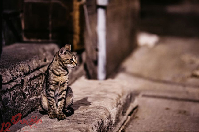 Mèo kêu ban đêm 2