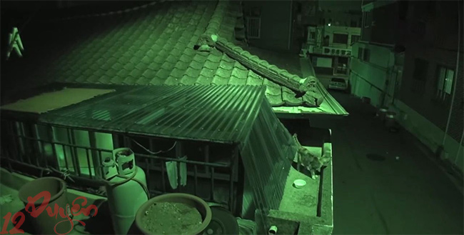 Mèo kêu ban đêm 3