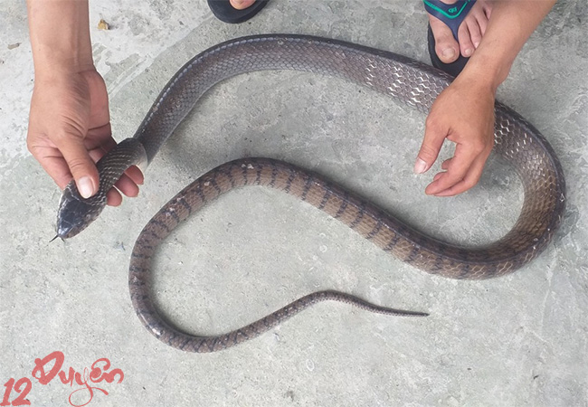 Mơ thấy giết rắn là điềm gì 1