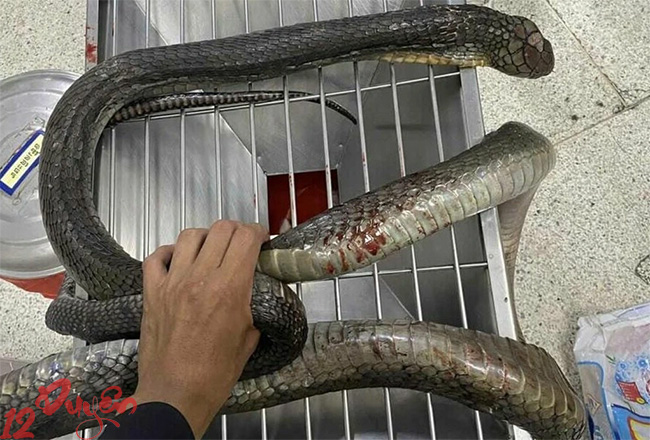 Mơ thấy giết rắn là điềm gì 2