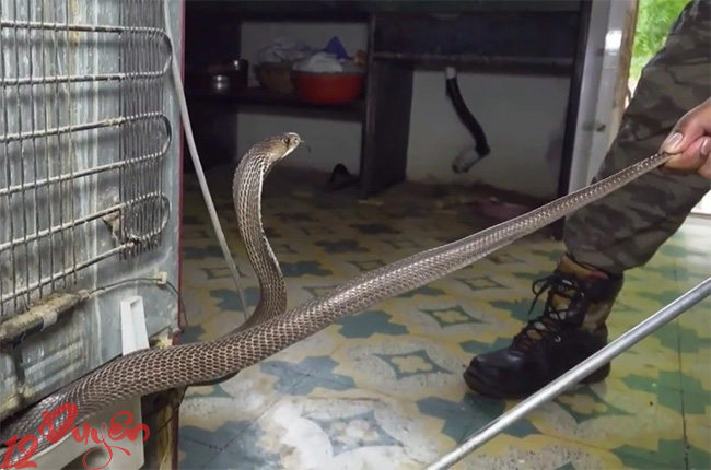 Mơ thấy giết rắn là điềm gì 3