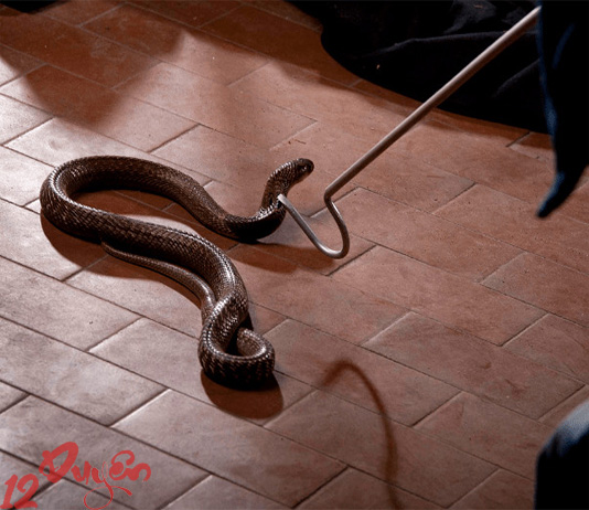 Mơ thấy giết rắn là điềm gì