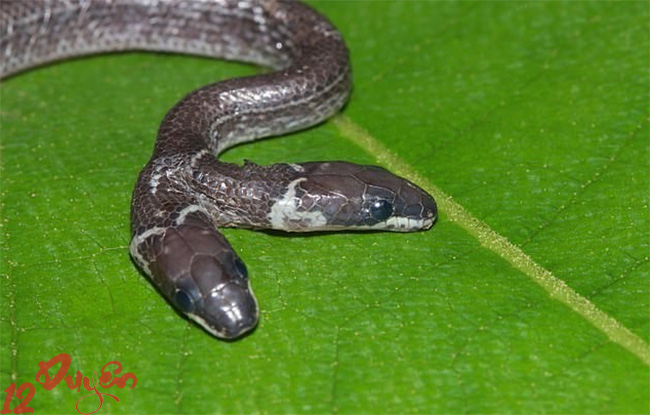 Mơ thấy rắn 2 đầu là điềm gì 1