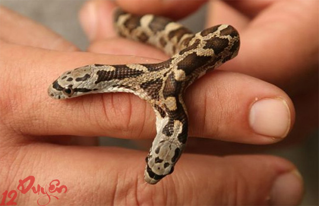 Mơ thấy rắn 2 đầu là điềm gì 2