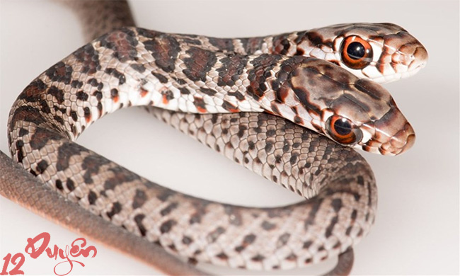 Mơ thấy rắn 2 đầu là điềm gì 3