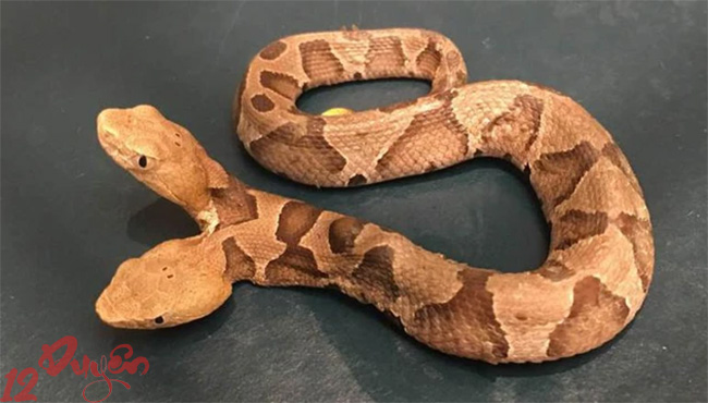 Mơ thấy rắn 2 đầu là điềm gì 4