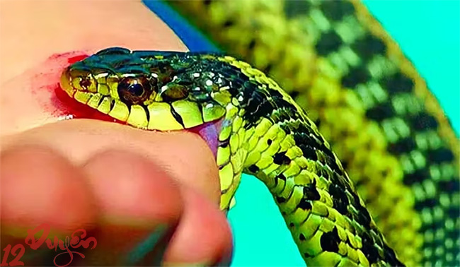 Bị rắn cắn là điềm gì 1