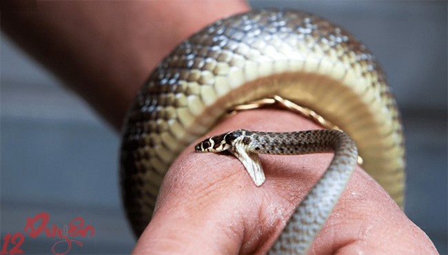 Bị rắn cắn là điềm gì 3