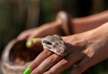 Bị rắn cắn là điềm gì