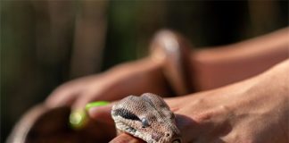 Bị rắn cắn là điềm gì