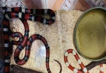 Có nên nuôi rắn trong nhà