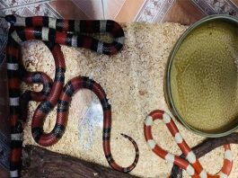 Có nên nuôi rắn trong nhà