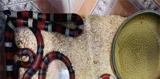 Có nên nuôi rắn trong nhà