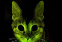 Dấu hiệu mèo nhìn thấy ma