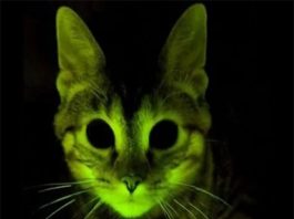 Dấu hiệu mèo nhìn thấy ma