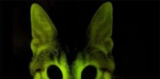 Dấu hiệu mèo nhìn thấy ma