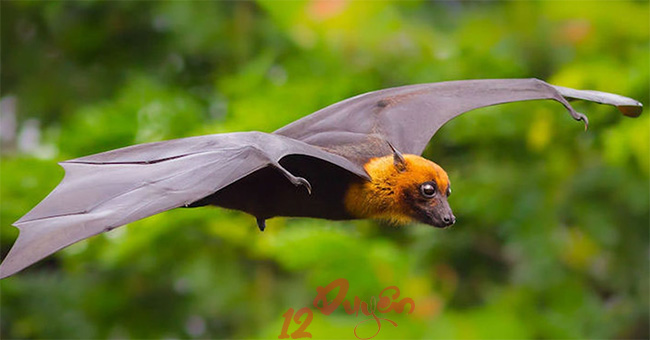 Dơi bay trúng người là điềm gì 1