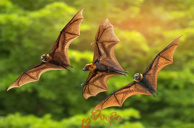 Dơi bay trúng người là điềm gì 2