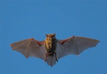 Dơi bay trúng người là điềm gì? May mắn hay xui rủi? Dơi bay trúng người là điềm gì?