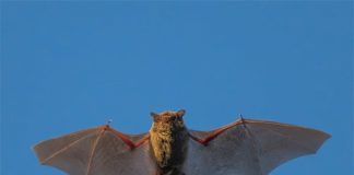 Dơi bay trúng người là điềm gì?