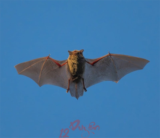 Dơi bay trúng người là điềm gì?