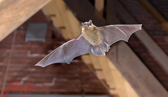 Dơi bay vào nhà 1