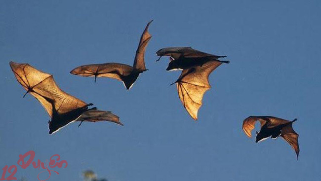 Dơi bay vào nhà 2