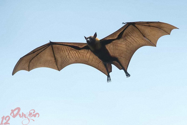 Dơi bay vào nhà 3